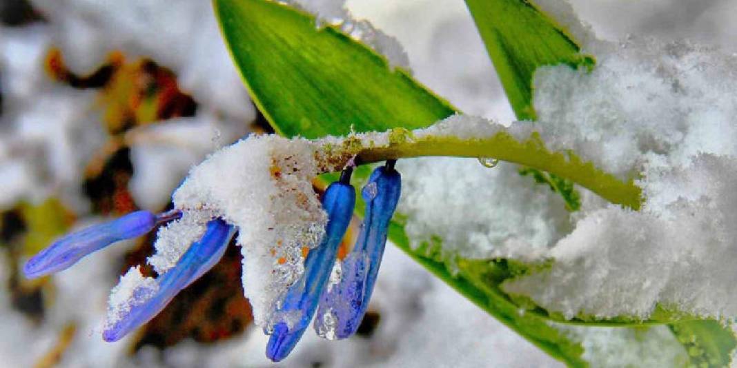 Karlar eridi altından çıkan kaya sümbülü görsel şölen oluşturdu! 4